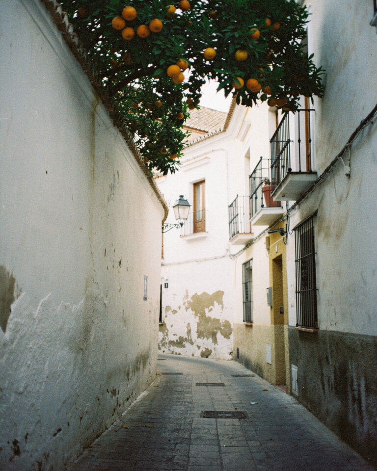 Narrow white-walled alley in Seville's Barrio Santa Cruz with orange trees overhead casting soft shadow, early morning cool light.