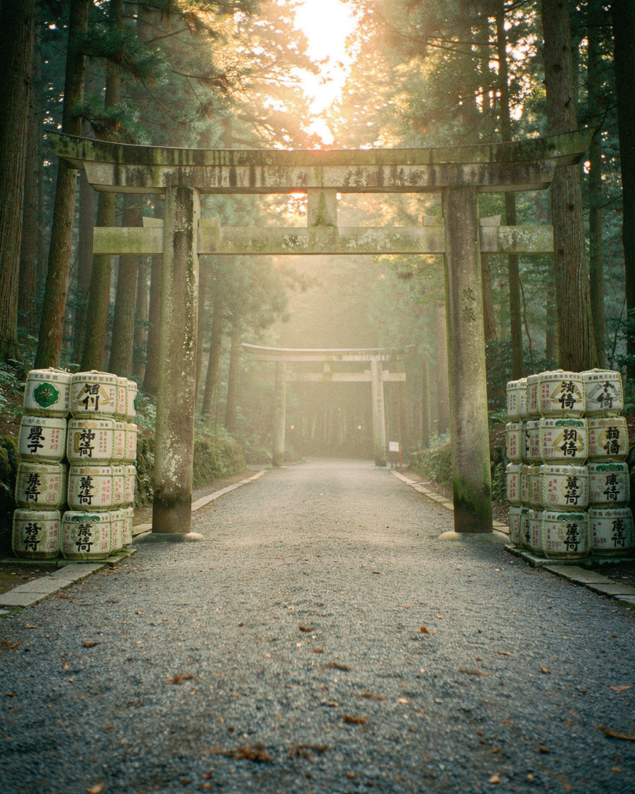 meiji shrine morning: Wooden torii gate and forested gravel path to Meiji Shrine, Tokyo, in early morning mist, stacked sake