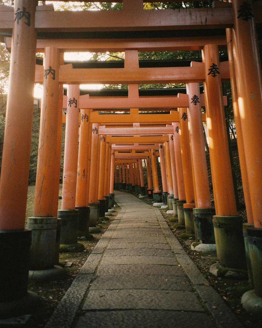 fushimi inari morning: Empty vermillion torii gates tunneling up Fushimi Inari mountainside in early morning light, moss on s